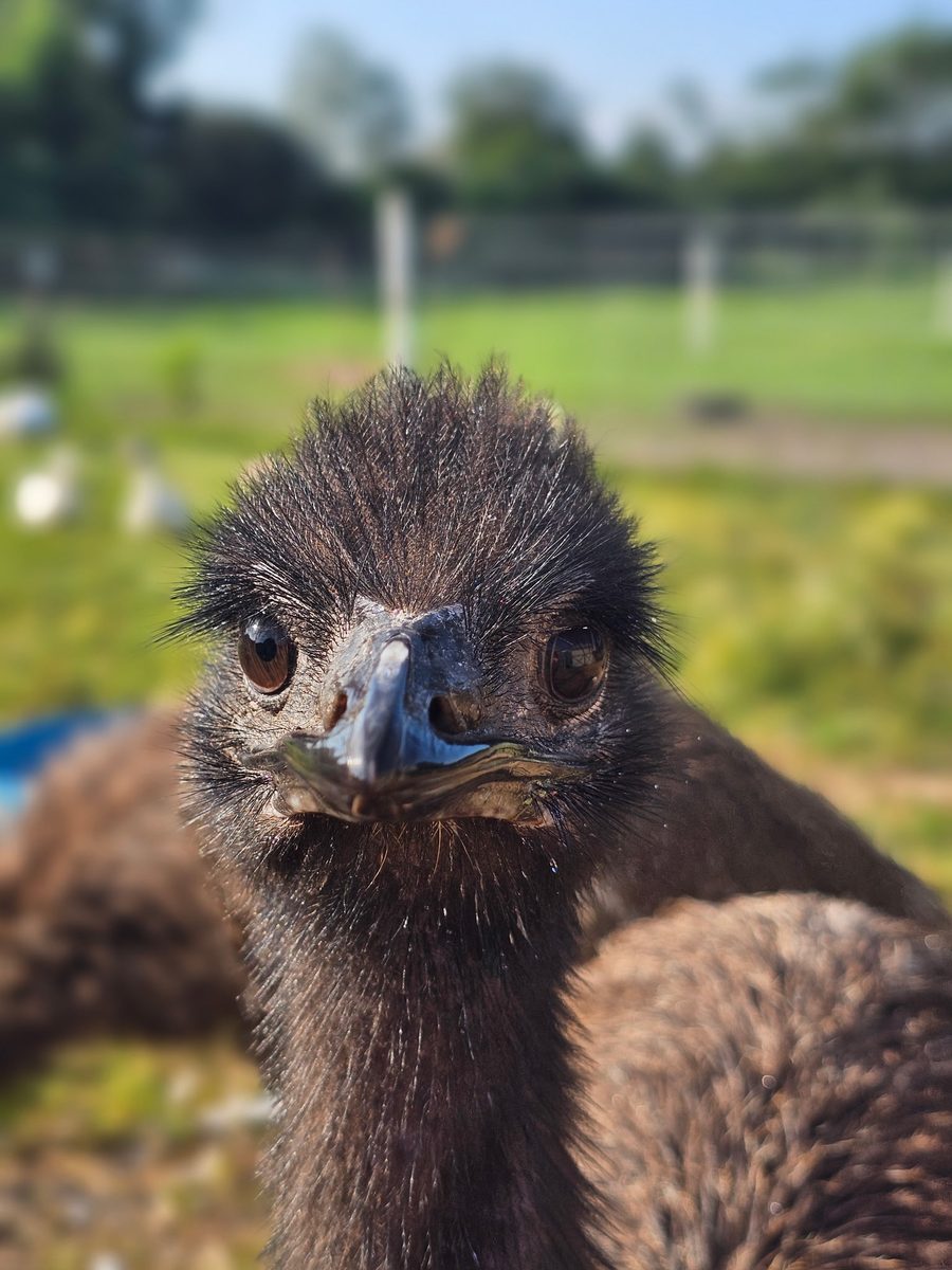 An emu looking straight into the camera at the farm