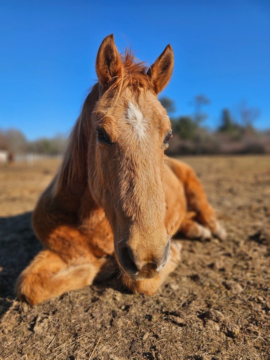 Gunner, a golden chestnut horse with a white star, resting in the sunny paddock