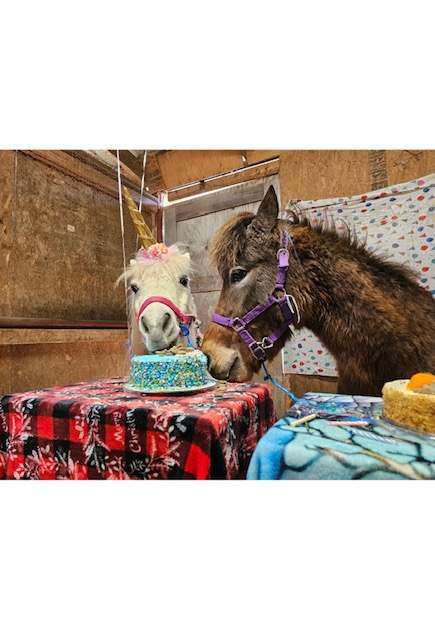 Two mini horses sharing a birthday cake