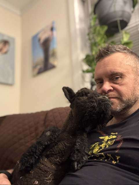 Man cuddling a tiny black lamb on a couch