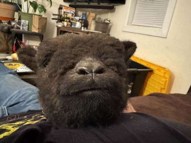 Close-up of a fluffy black baby lamb