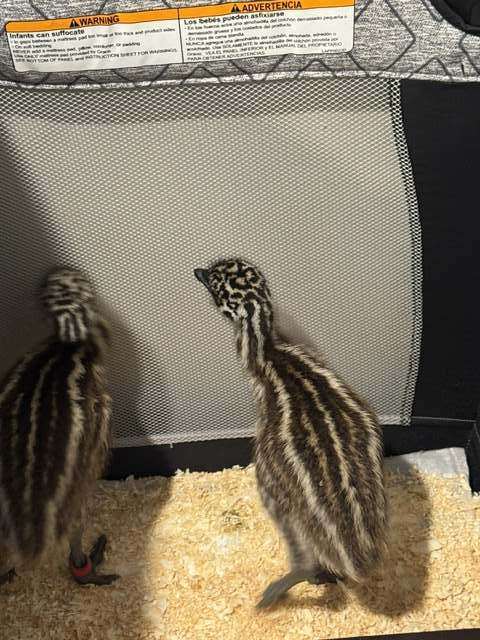 Two baby emus in their brooder