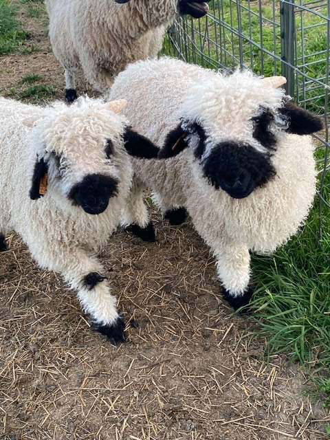 Two adorable Valais Blacknose sheep lambs