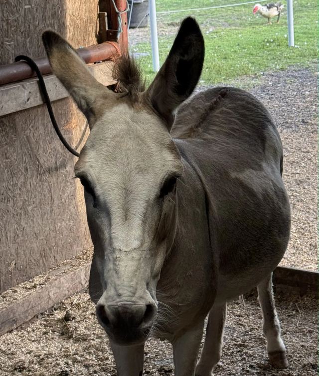 Sweet donkey greeting visitors in the barn