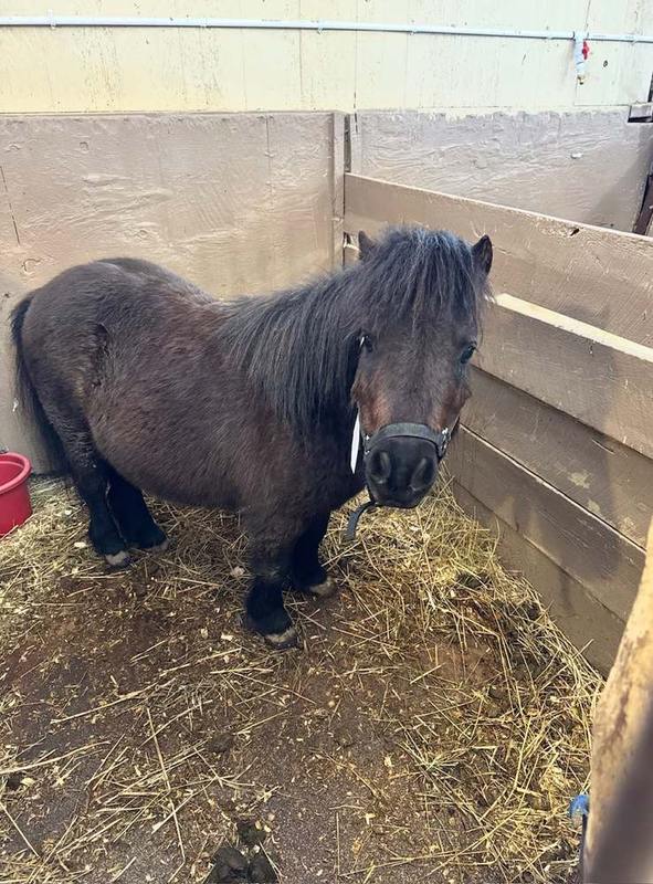 Sweet dark mini horse in a stall