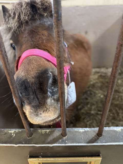 Curious mini horse peeking through fence bars with pink halter
