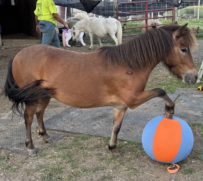 Journey the mini horse playing with an enrichment ball in his stall