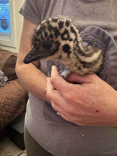 Baby emu being held gently in caring hands