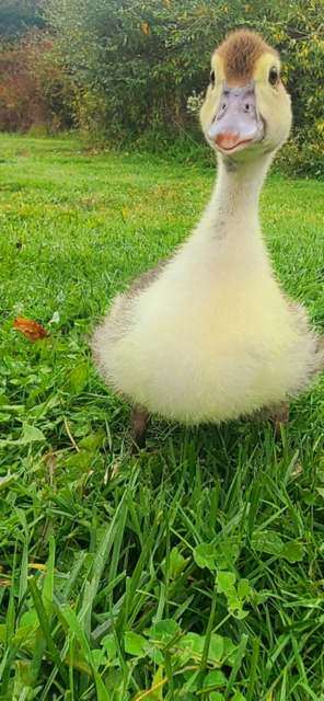 Adorable fluffy duckling standing in green grass