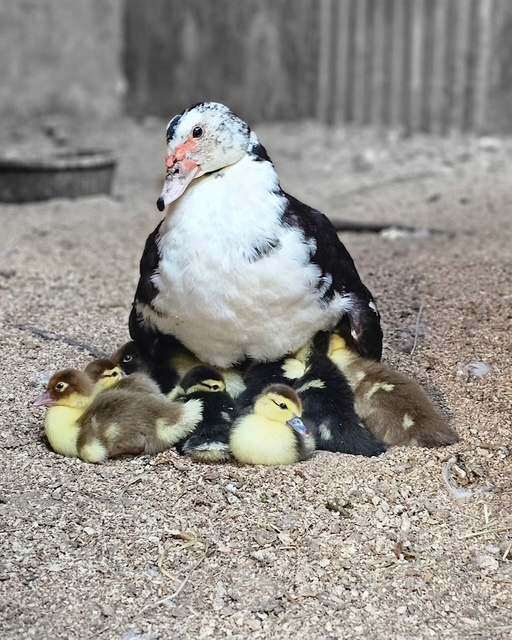 Mother duck sheltering her ducklings underneath her