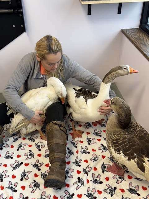 Woman sitting with three large geese on a blanket