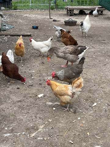 Free-range chickens roaming the farm yard