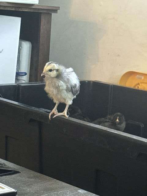 Tiny chick perched on the brooder box edge