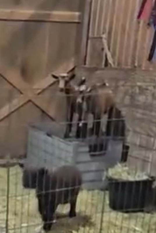 Baby goats in the barn