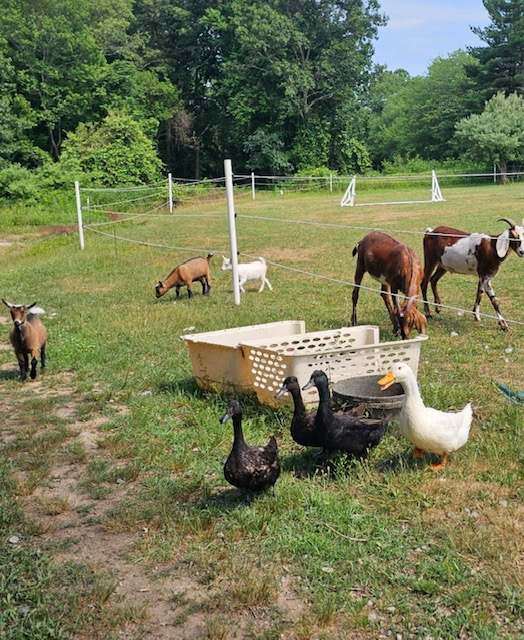 Goats and ducks roaming the pasture together