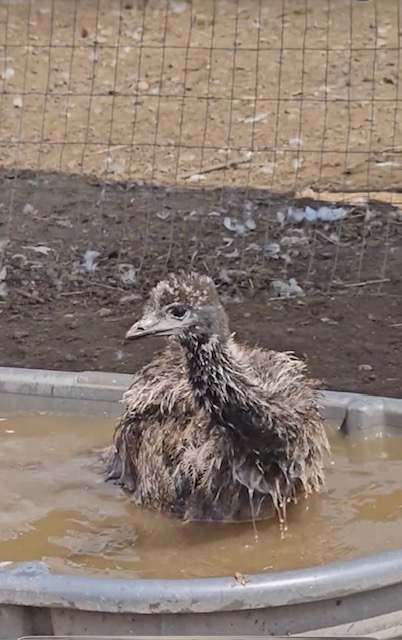 Young emu splashing in a pool
