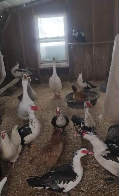 Ducks and geese flock inside the barn