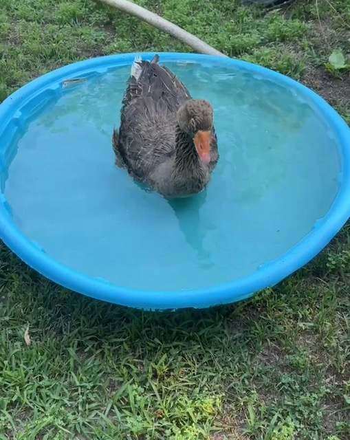 Phil the goose enjoying a splash in the pool