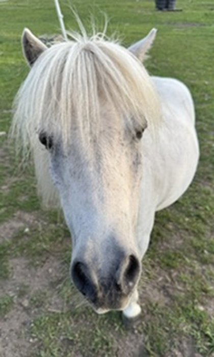 White pony peeking into the horse trailer