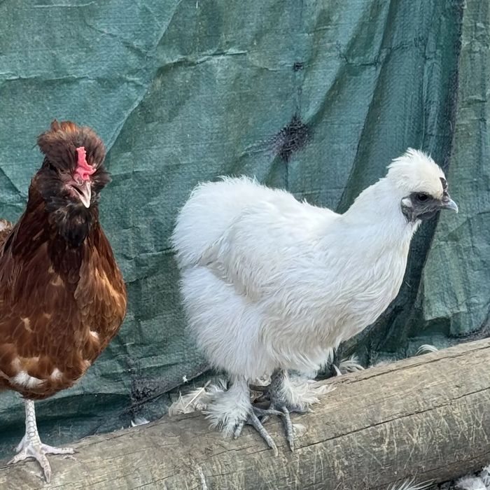 A frizzle-feathered hen and a white silkie perched on a log together