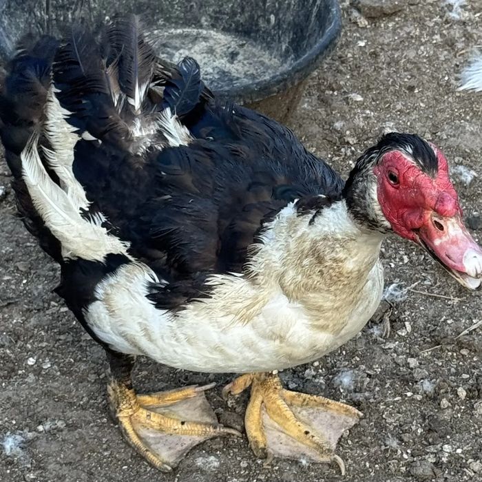 Close-up portrait of a black and white muscovy duck with a red face