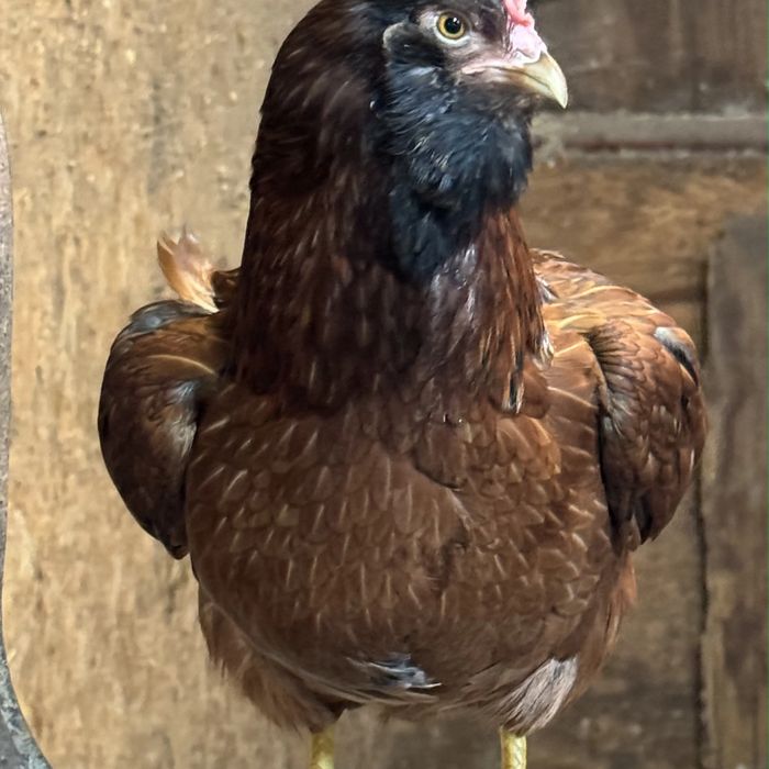 Curious dark-feathered hen looking back over her shoulder