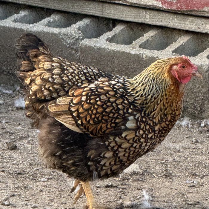 Golden laced hen with intricately patterned feathers walking by the barn