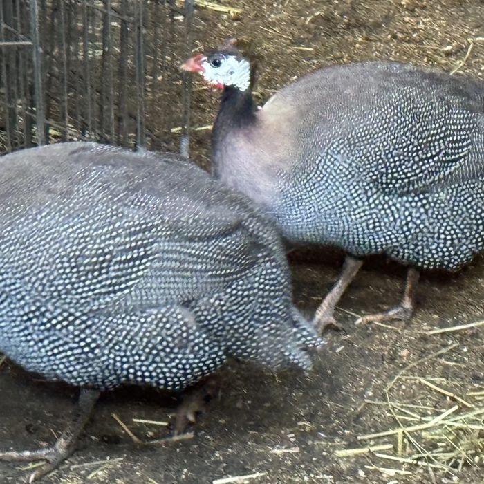 A pair of helmeted guinea fowl foraging together in their pen