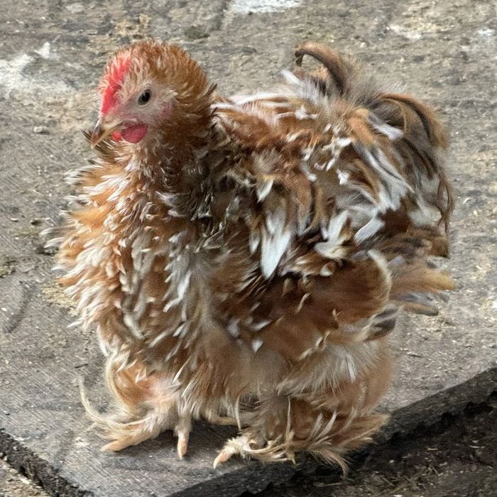 A fluffy young frizzle chicken with damp feathers standing on concrete