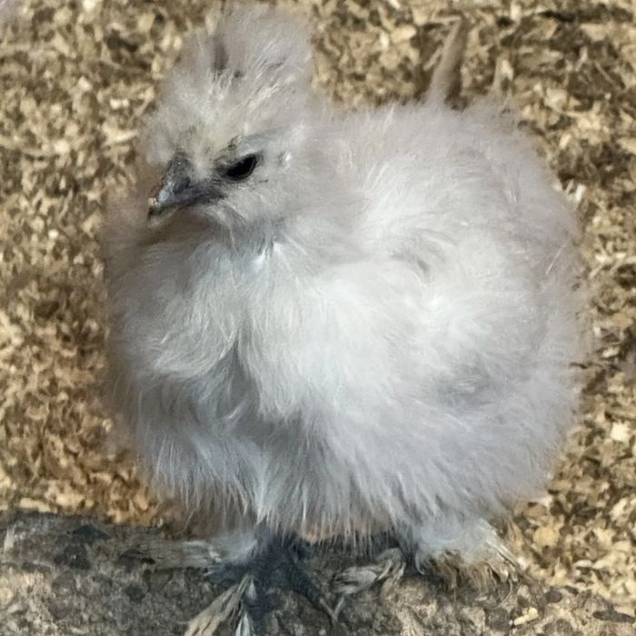 A round, fluffy white silkie chick