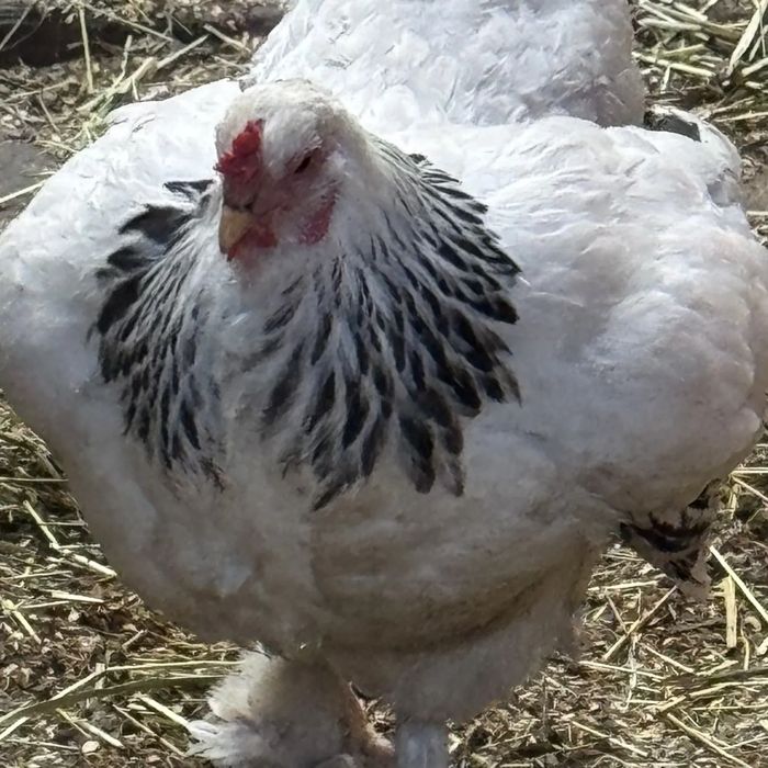 Close-up of a white hen with black laced neck feathers