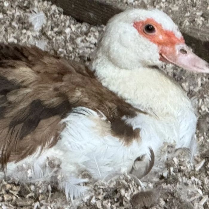 Two muscovy ducks resting together in the shavings