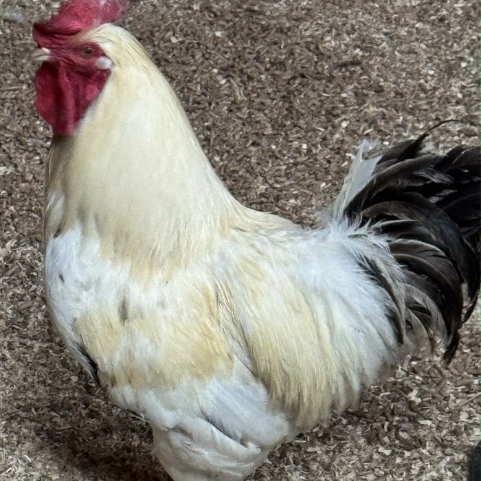 A white rooster with a bright red comb and dark tail feathers