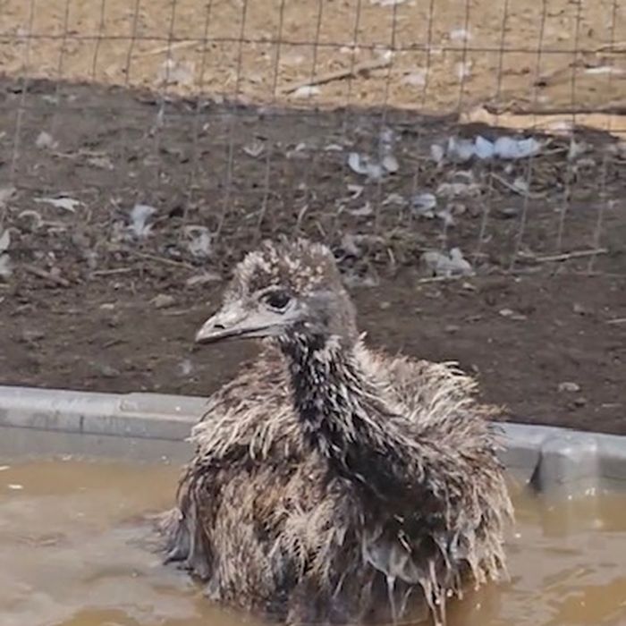 A baby emu cooling off in a water tub