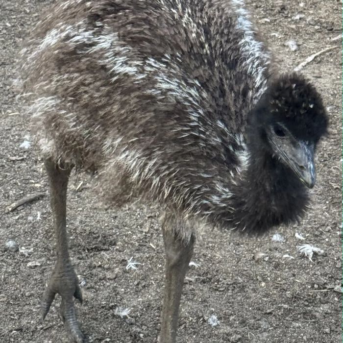 A young emu with fluffy mottled feathers standing in the pen