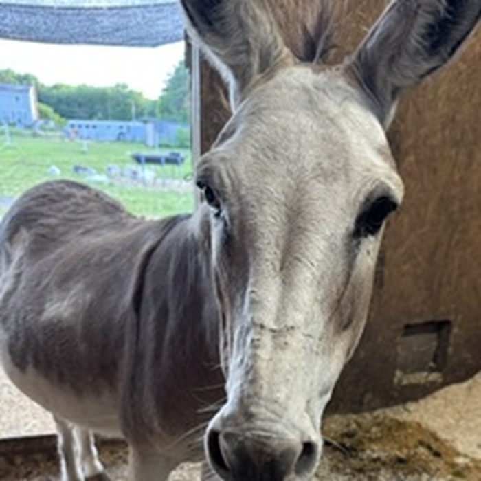 Donkey standing in the barn stall looking at the camera