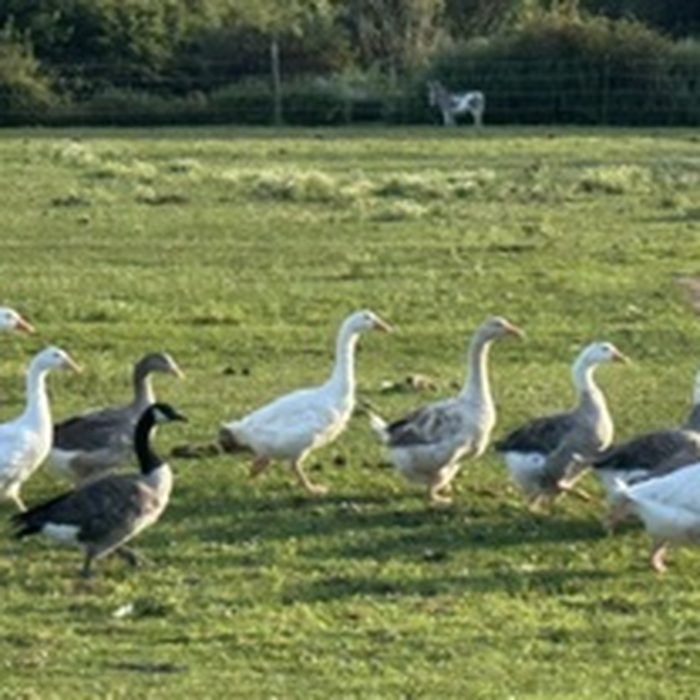 A flock of geese and ducks walking together in the pasture