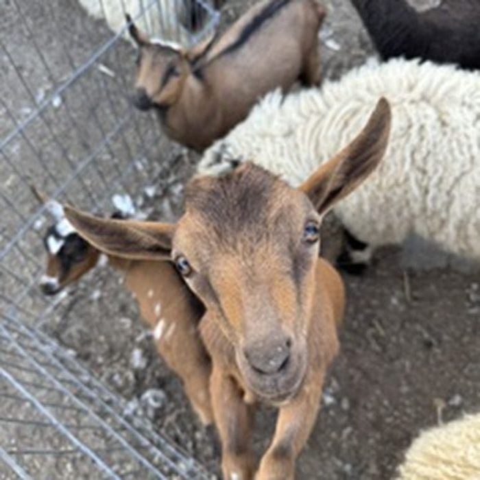 A curious brown goat kid looking at the camera