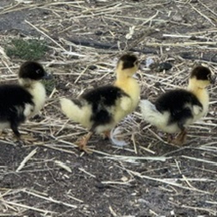 Three fuzzy ducklings walking together on the straw