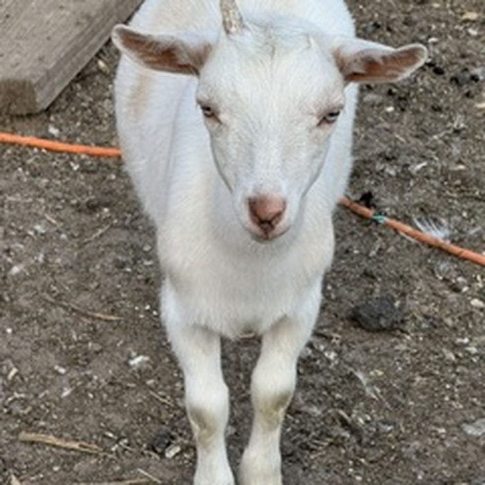 A white goat kid standing and looking at the camera