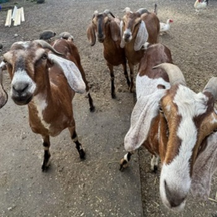 A small herd of Nubian goats with long floppy ears