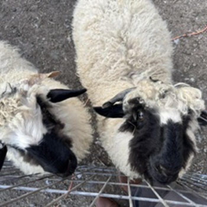Two black-faced Valais Blacknose lambs close together