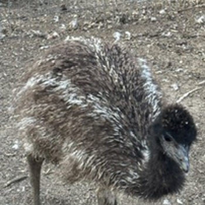 A fluffy baby emu standing in the dirt yard