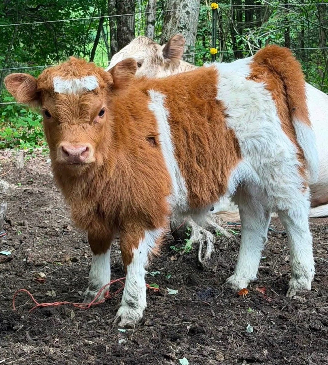 A young Highland cow calf with shaggy orange and white fur standing in the pasture