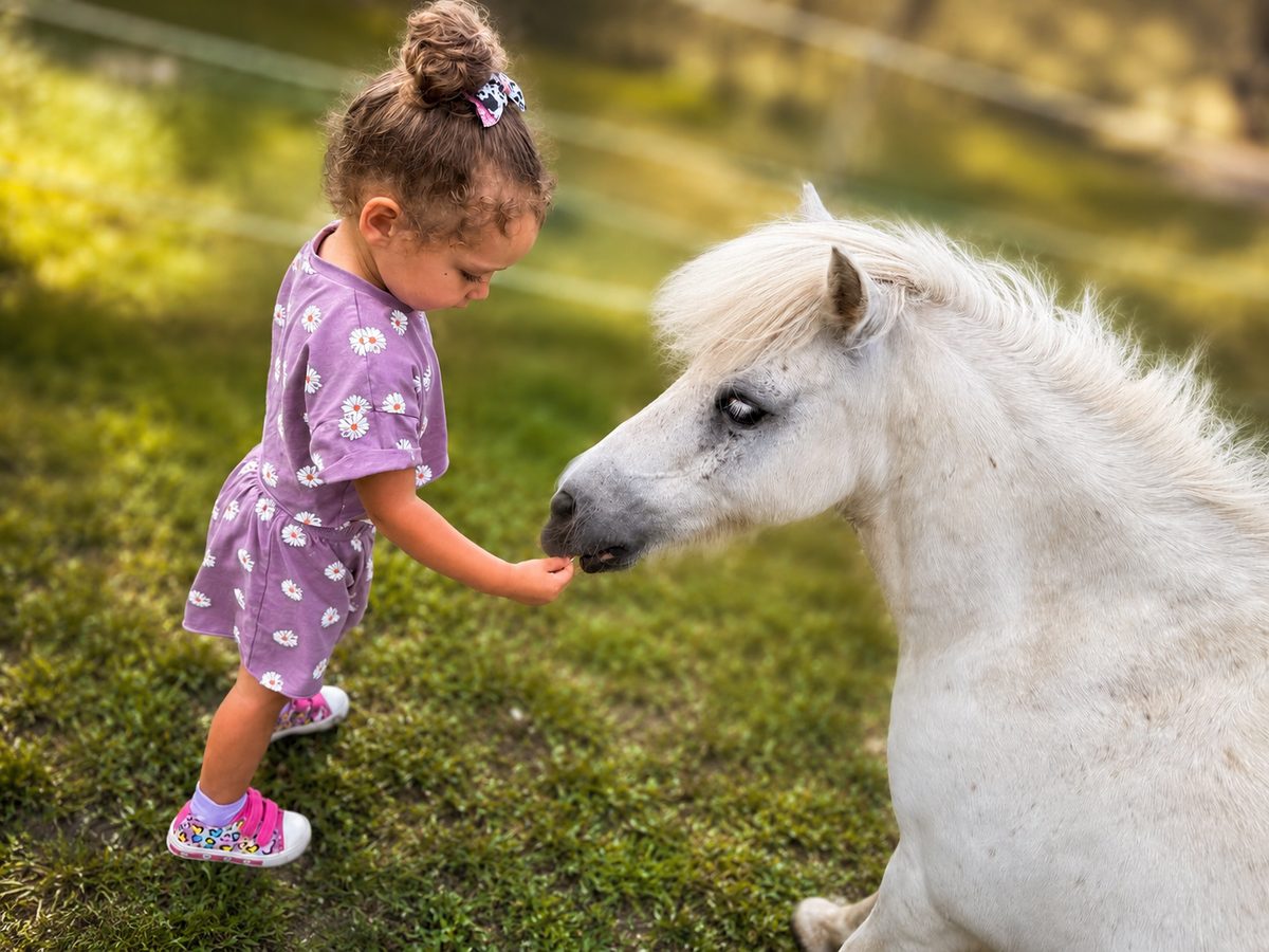 Jinx, a white mini horse, gently taking a treat from a little girl