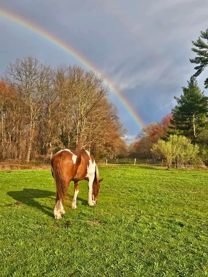 Mick, a brown and white draft cross, grazing in the pasture under a rainbow