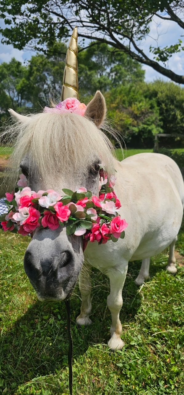 Miniature pony decorated with a unicorn horn and pink flower crown for a wedding day farm animal rental